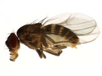 Scaptodrosophila_lebanonensis