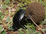 Scarabaeus_laticollis