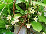 Schisandra_chinensis