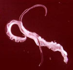 Schistosoma_mansoni