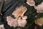 Schizophyllum_commune_H4_8