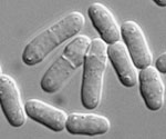 Schizosaccharomyces_cryophilus_NRRL_Y_48691