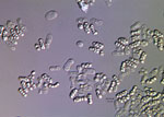 Schizosaccharomyces_octosporus_yFS286