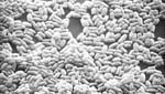 Schizosaccharomyces_pombe_972h_
