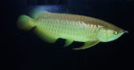 Scleropages_formosus_breed_golden_arowana