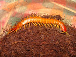 Scolopendra_alternans