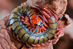 Scolopendra_morsitans