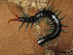 Scolopendra_subspinipes_dehaani