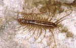 Scutigera_coleoptrata