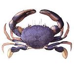 Scylla_olivacea