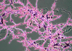 Scytalidium_thermophilum