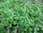 Selaginella_kraussiana