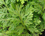 Selaginella_moellendorffii