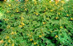 Sesbania_rostrata