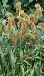 Setaria_italica_Daqingjie