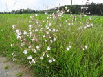 Silene_latifolia_subsp__alba