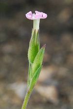 Silene_macrodonta