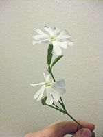Silene_undulata