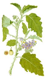 Solanum_coagulans