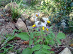 Solanum_commersonii