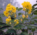 Solanum_habrochaites