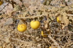 Solanum_incanum