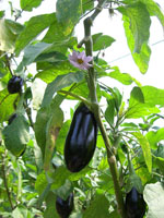 Solanum_melongena