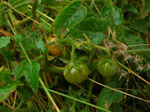 Solanum_pimpinellifolium