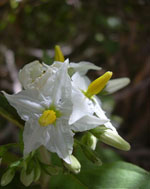 Solanum_torvum