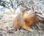 Solenodon_paradoxus_paradoxus