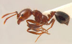 Solenopsis_invicta