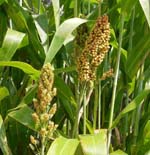 Sorghum_bicolor