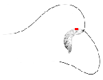 Spermatozopsis_similis