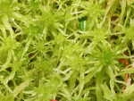 Sphagnum_fallax