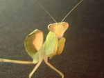 Sphodromantis_centralis