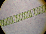 Spirogyra_pratensis