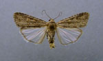 Spodoptera_exigua