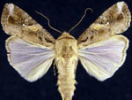 Spodoptera_frugiperda