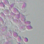Sporidiobolus_salmonicolor