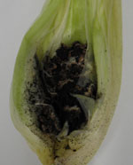 Sporisorium_reilianum