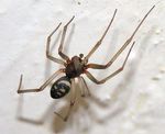 Steatoda_grossa