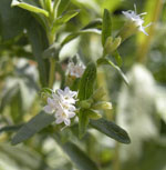 Stevia_rebaudiana