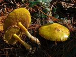 Suillus_americanus_EM31