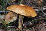 Suillus_bovinus