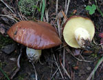 Suillus_brevipes