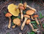 Suillus_decipiens_EM49