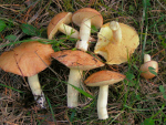 Suillus_granulatus_EM37