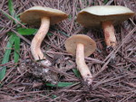 Suillus_hirtellus_EM16