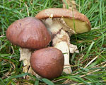 Suillus_luteus_UH_Slu_Lm8_n1