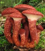 Suillus_pictus_EM44